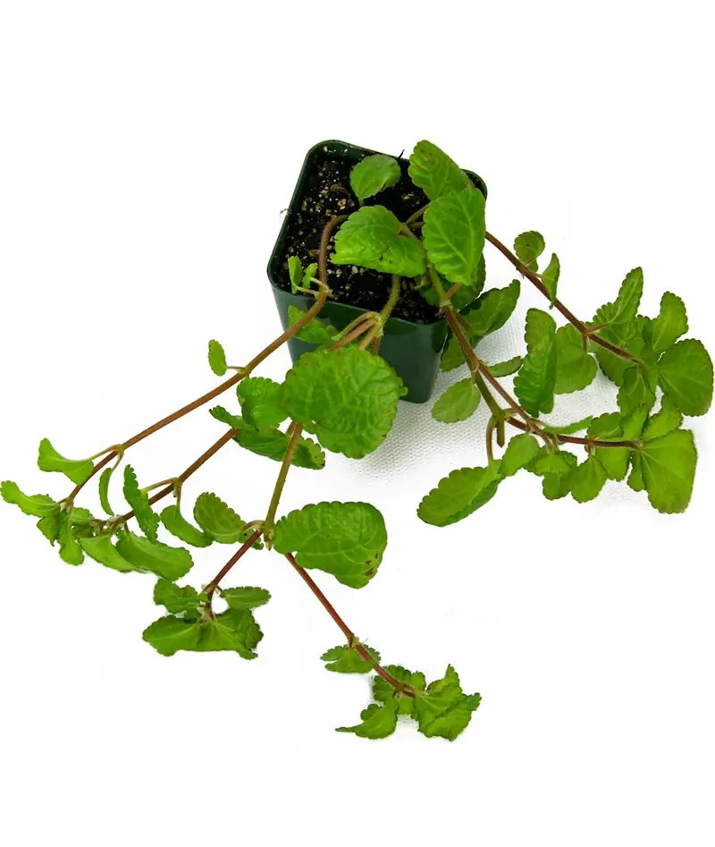 Pilea numulariifolia? Pełzający Charlie?